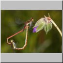 Pyrrhosoma nymphula - Fruehe Adonisjungfer 12.jpg